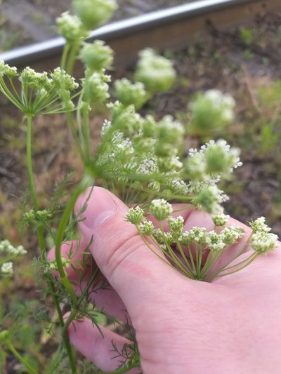 Chaerophyllum prescottii, photographed by Dmitriy Bochkov