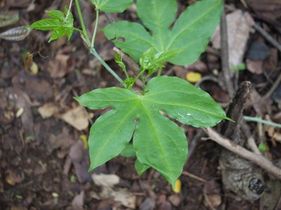 Adenia hondala, photographed by Dinesh Valke
