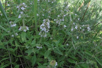 Thymus pannonicus, photographed by Татьяна Горбушина
