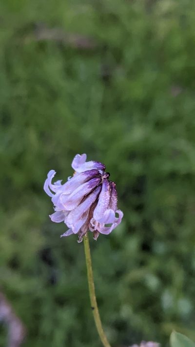 Trifolium bolanderi, photographed by My-Lan Le