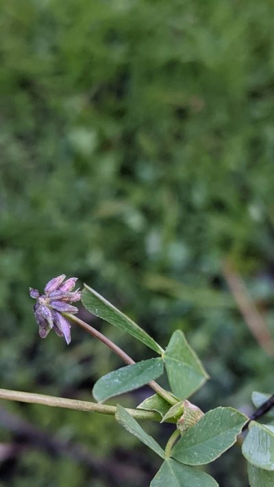 Trifolium bolanderi, photographed by My-Lan Le