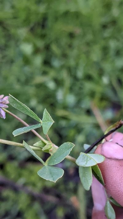 Trifolium bolanderi, photographed by My-Lan Le
