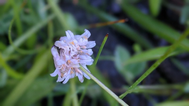 Trifolium bolanderi, photographed by My-Lan Le