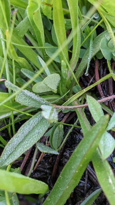 Trifolium bolanderi, photographed by My-Lan Le