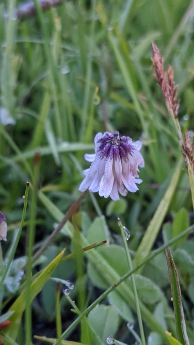 Trifolium bolanderi, photographed by My-Lan Le