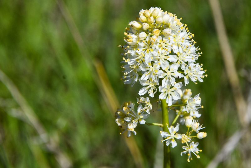 Toxicoscordion nuttallii, photographed by Jay Pruett