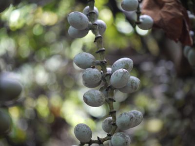 Gnetum edule, photographed by Dinesh Valke