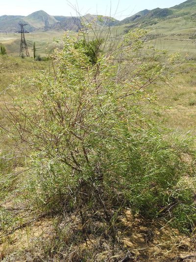 Salix caspica, photographed by Konstantin Grebennikov