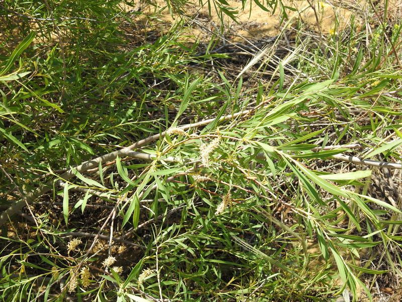 Salix caspica, photographed by Konstantin Grebennikov