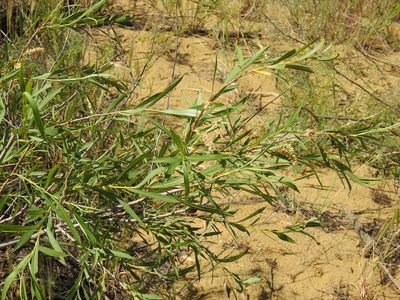 Salix caspica, photographed by Konstantin Grebennikov
