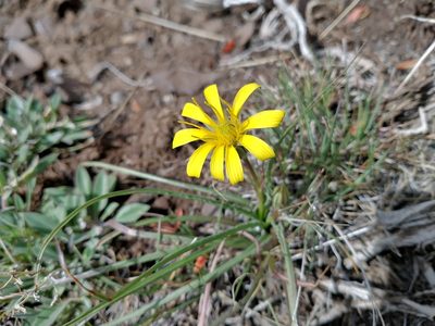 Nothocalais troximoides, photographed by Drew Meyer