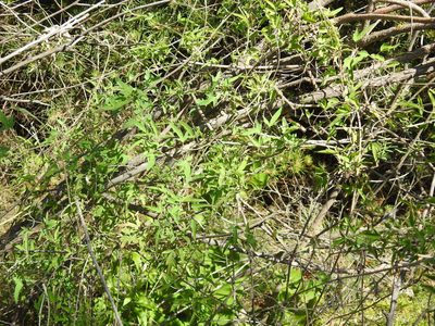 Clematis orientalis, photographed by Konstantin Grebennikov