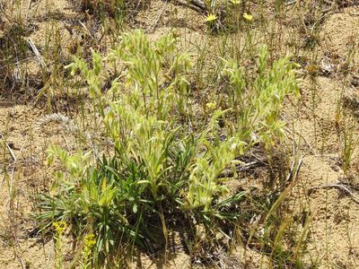 Onosma setosa, photographed by Konstantin Grebennikov