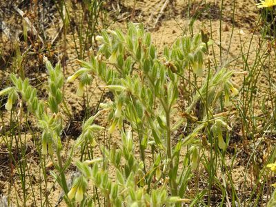 Onosma setosa, photographed by Konstantin Grebennikov