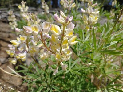 Lupinus arbustus, photographed by Drew Meyer