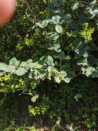 Cotoneaster tomentosus, photographed by aroche