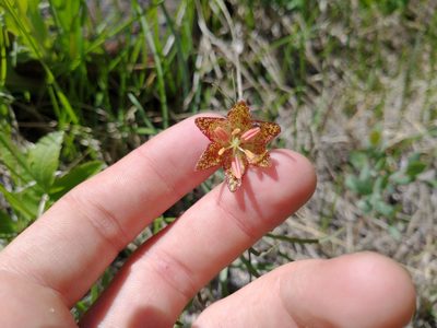 Fritillaria atropurpurea, photographed by Drew Meyer