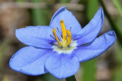 Nemastylis geminiflora, photographed by Jay Pruett