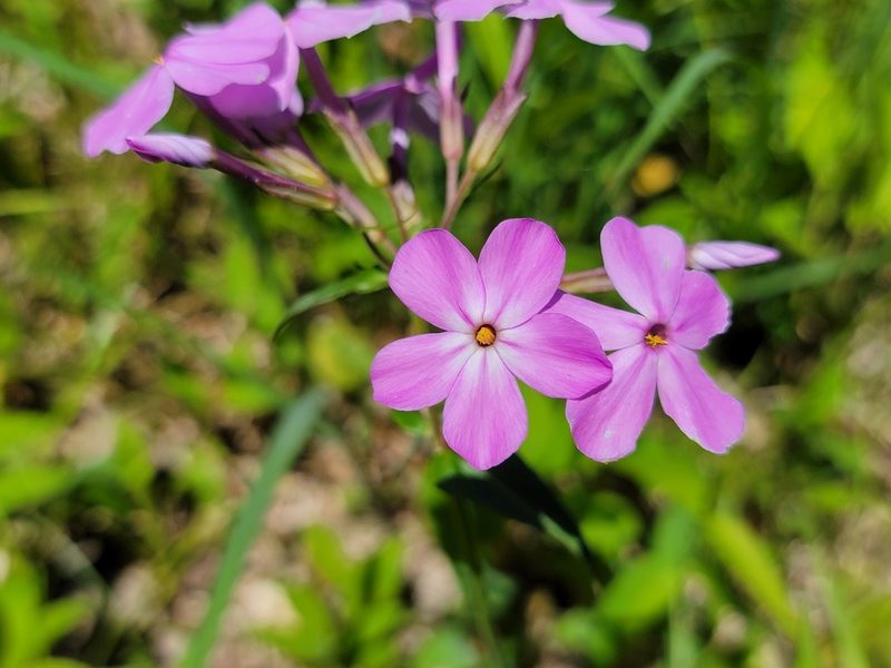 Phlox ovata, photographed by Elias