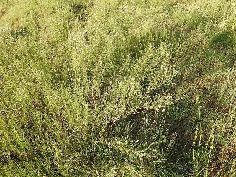 Calligonum aphyllum, photographed by Konstantin Grebennikov
