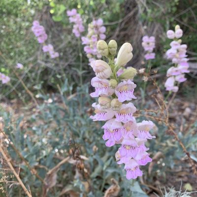 Penstemon palmeri, photographed by Ethan Wright-Magoon