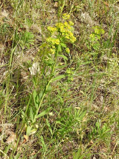 Euphorbia iberica, photographed by Konstantin Grebennikov