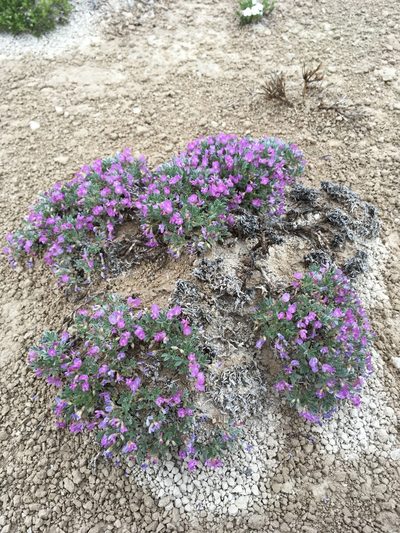 Astragalus sericoleucus, photographed by Cecelia Alexander