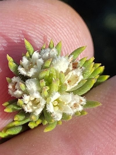 Phylica willdenowiana, photographed by Dave U