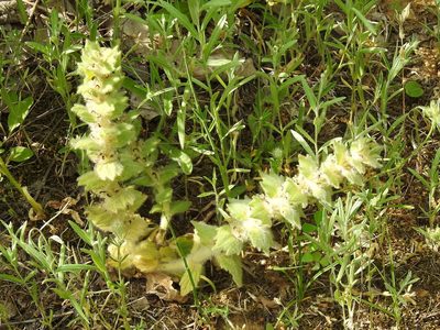 Ajuga orientalis, photographed by Konstantin Grebennikov