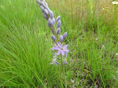 Camassia angusta, photographed by Thomas Koffel