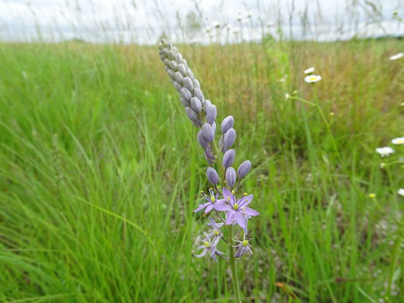 Camassia angusta, photographed by Thomas Koffel