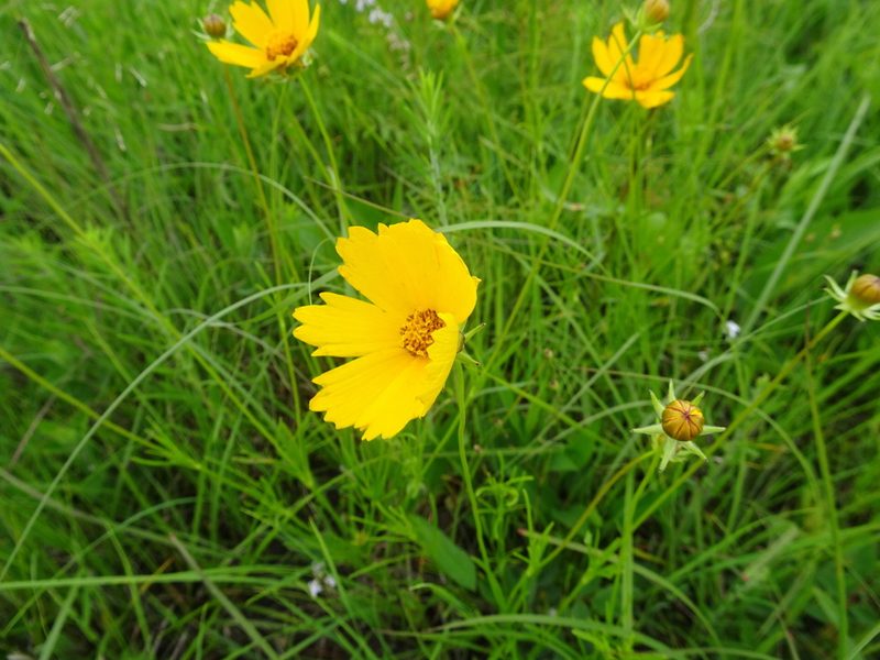 Coreopsis grandiflora, photographed by Thomas Koffel