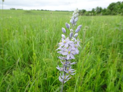 Camassia angusta, photographed by Thomas Koffel