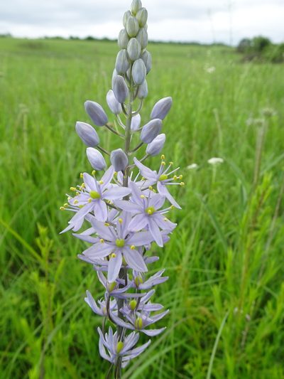Camassia angusta, photographed by Thomas Koffel