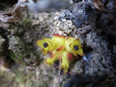 Cytinus hypocistis, photographed by Ricardo Lima