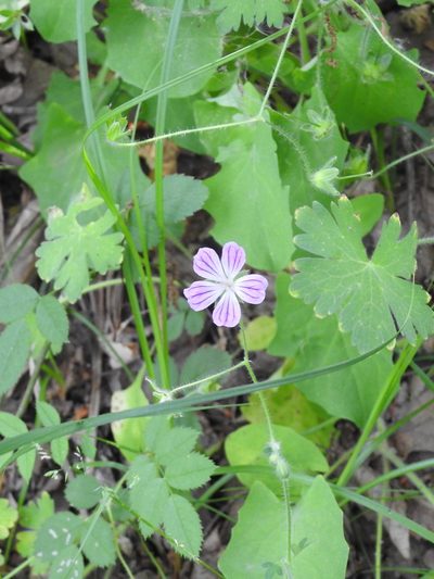 Geranium albanum, photographed by Konstantin Grebennikov