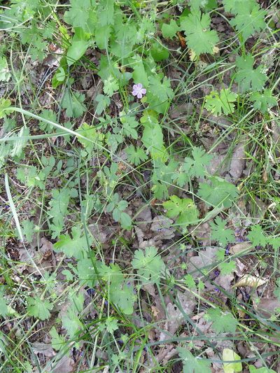 Geranium albanum, photographed by Konstantin Grebennikov
