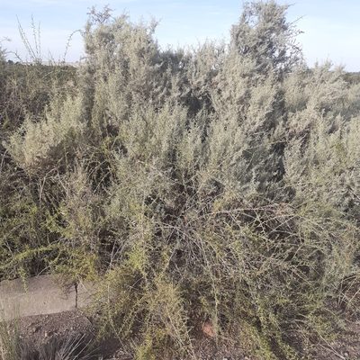 Atriplex lampa, photographed by Benjamin Bender