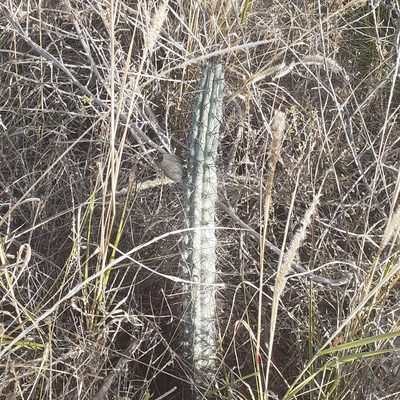 Cereus aethiops, photographed by Benjamin Bender