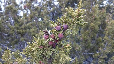 Juniperus coahuilensis, photographed by Leticia Jiménez Hernández