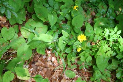 Doronicum pardalianches, photographed by Stefan Haag