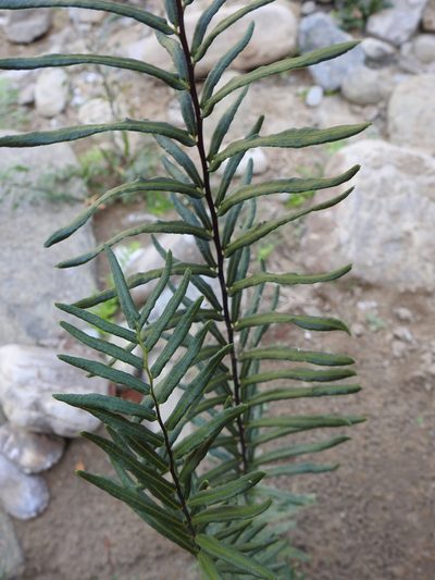 Pityrogramma trifoliata, photographed by Naturalist Tours