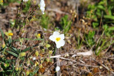 Helianthemum apenninum, photographed by Stefan Haag