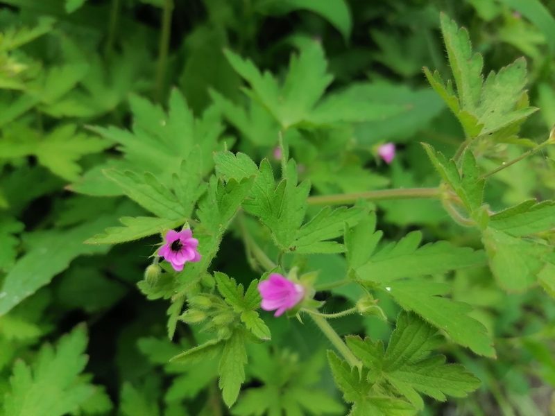 Geranium divaricatum, photographed by tetyanakuchma
