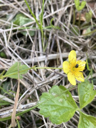 Waldsteinia ternata, photographed by Peter Gabler