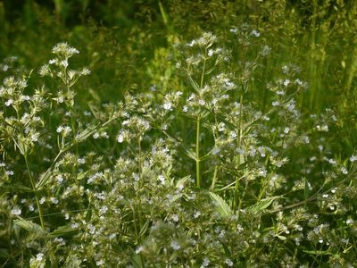 Nepeta heliotropifolia, photographed by Roman