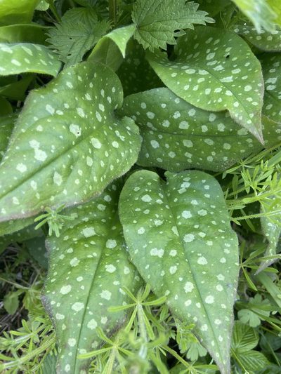 Pulmonaria saccharata, photographed by Peter Gabler