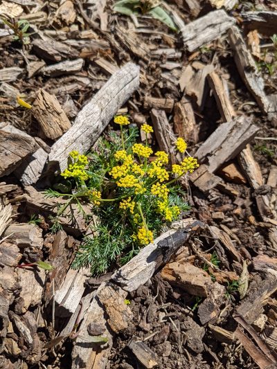 Lomatium sandbergii, photographed by Christine