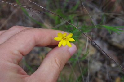 Bradburia hirtella, photographed by Eric Knight