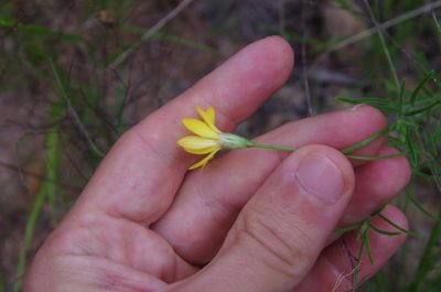 Bradburia hirtella, photographed by Eric Knight